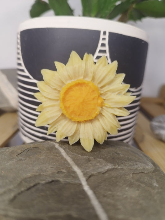 tournesol madeleine